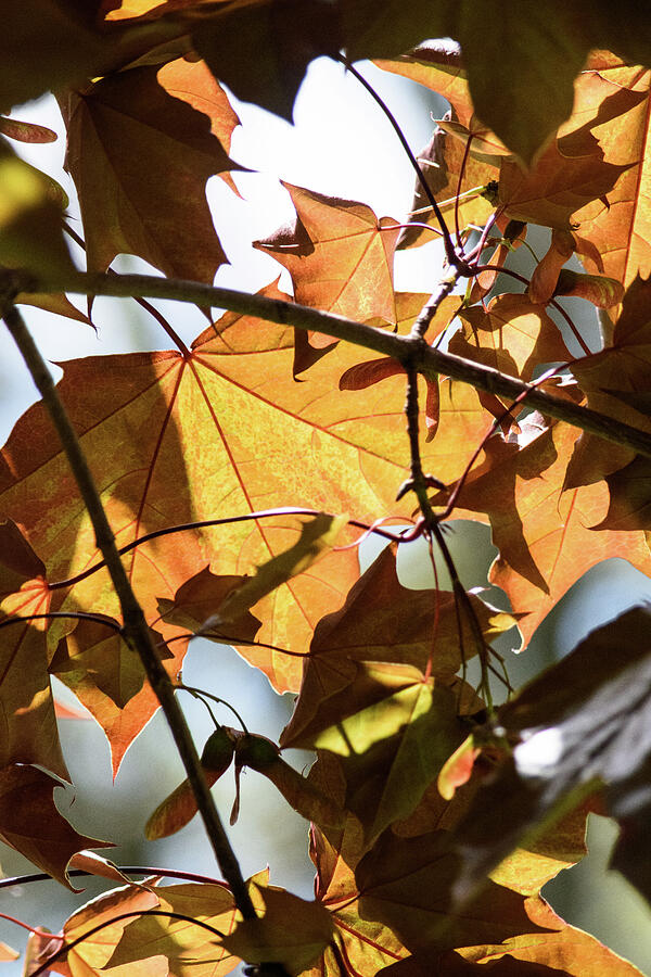 Fall leaves Photograph by Thierry Lach Fall leaves Photograph by Thierry Lach