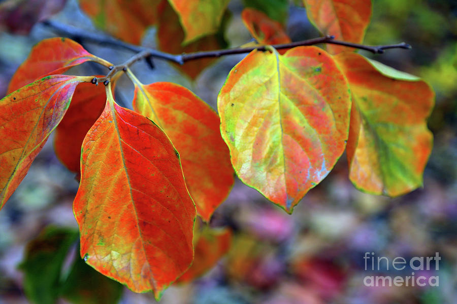 Fall Leaves Photograph by Vivian Krug Cotton