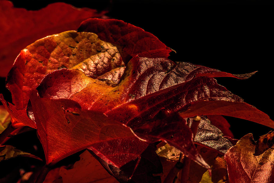 Fall leaves Photograph by Wolfgang Stocker
