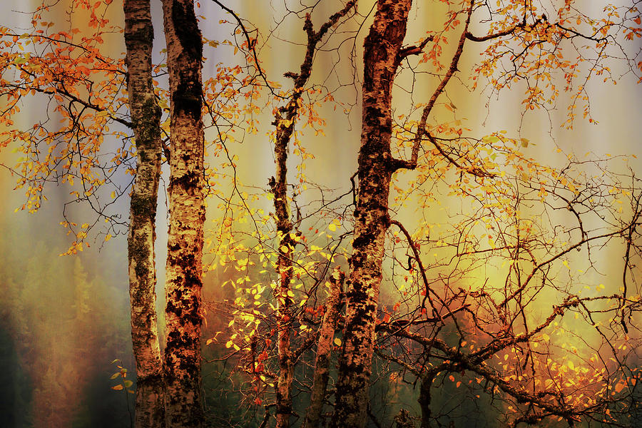 Fall Light Photograph by Ursula Abresch