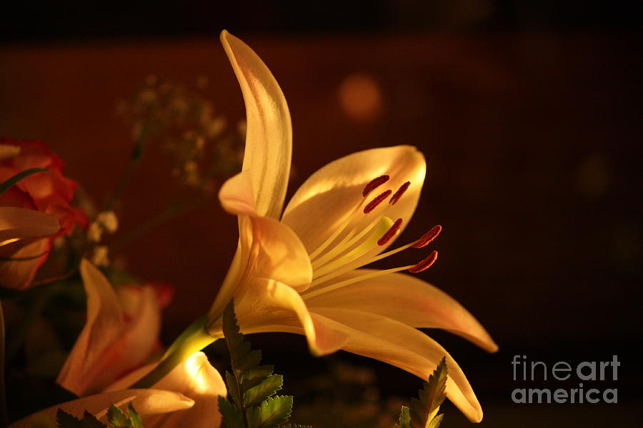 Fall Lily Photograph by Marcia Breznay