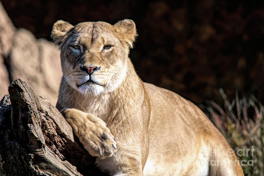 Fall Lioness Photograph by Ed Taylor