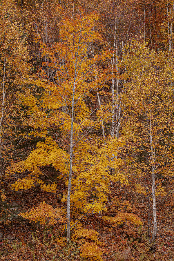 Fall Maple and Birch Trees Photograph by Irwin Barrett