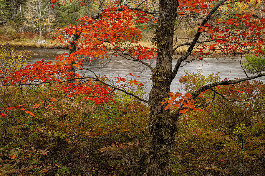 Fall Maple and Stillwater Channel Photograph by Irwin Barrett