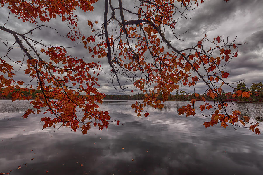 Fall Maple Canopy and Dark Skies Photograph by Irwin Barrett