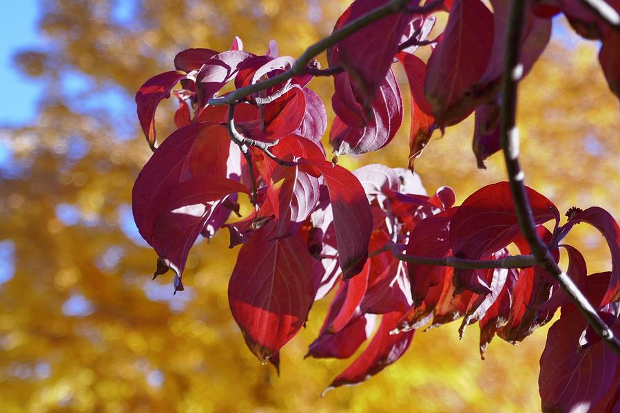 Fall Photograph - Fall Maple Dogwood by Michele Myers