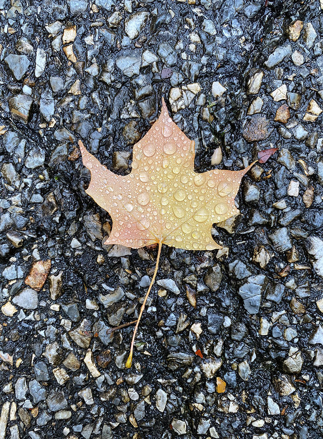 Fall Maple Leaf Covered In Rain Drops Photograph by Deborah League
