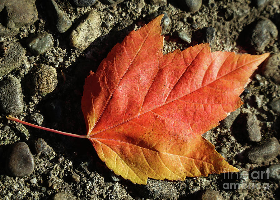 Fall Photograph - Fall Maple Leaf by D Lee