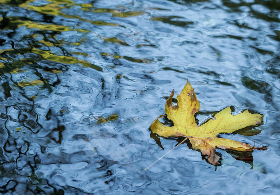 Fall Maple Leaf Floating Photograph by Jean Noren