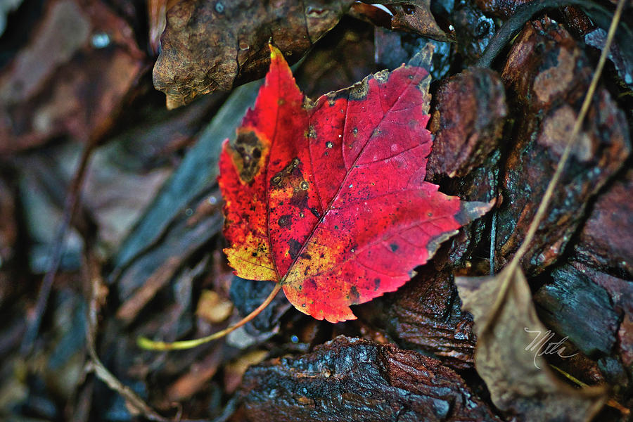 Fall Maple Leaf Photograph by Meta Gatschenberger