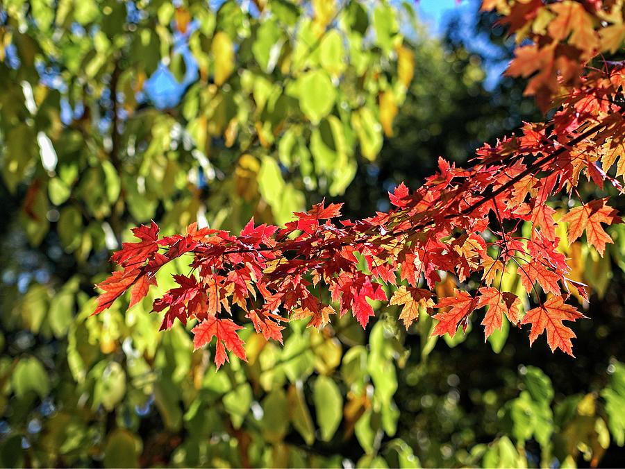Fall Maple Leaves 2, UW Arboretum, Madison, WI Photograph by Steven Ralser