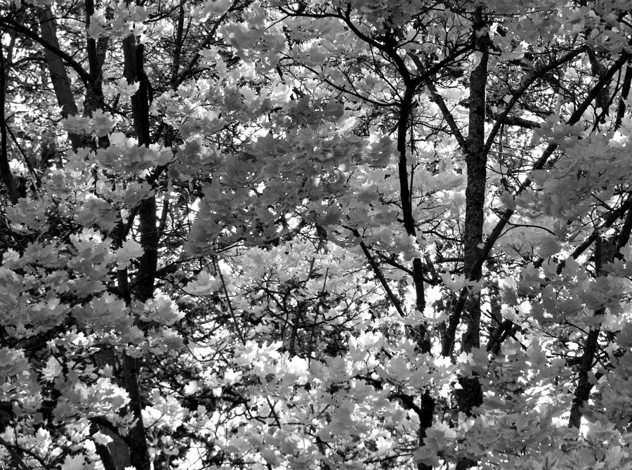 Fall Maple Leaves Monochrome Photograph by Will Borden