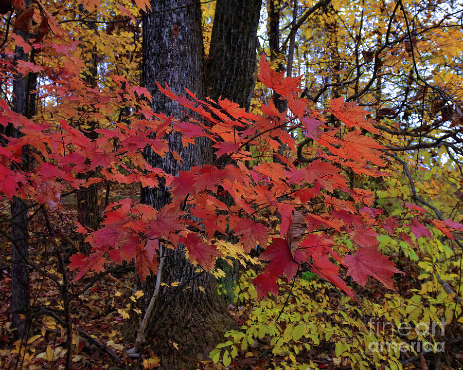 Fall Maple Leaves - Virginia Photograph by Scott Cameron