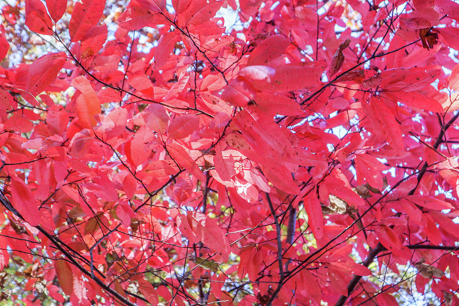 Fall Maple Reds Photograph