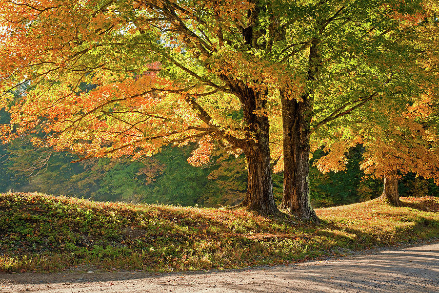 Fall Maple Trees on Dirt Road Photograph by John Rowe