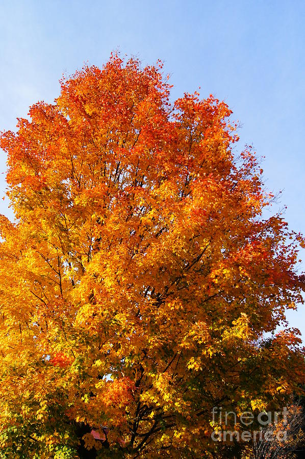 Fall Maple VT Photograph by Steve Speights - Fine Art America