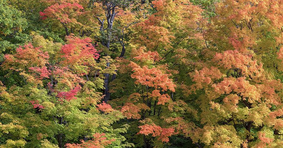 Fall Maples at Lac Bourgeois in Gatineau Park Photograph by Michael Russell