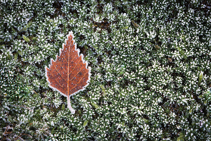 Fall meets winter Photograph by Patrick Van Os