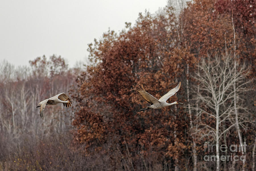 Fall Migration of Sandhill Crane in Crex Meadows Photograph by Natural Focal Point Photography