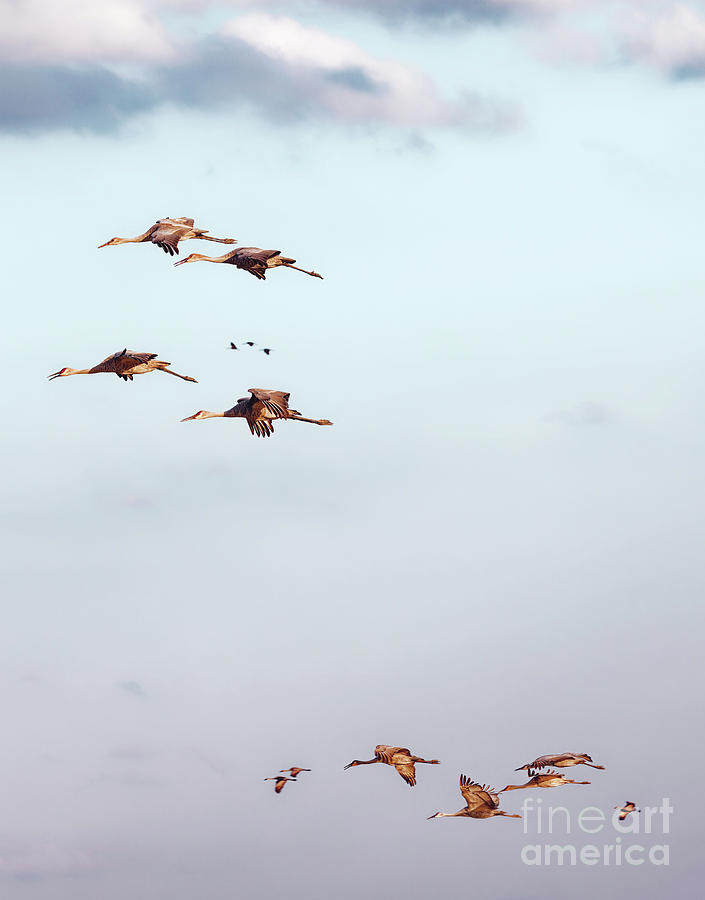 Fall Migration Sandhill Flight at Sunset Photograph by Natural Focal Point Photography