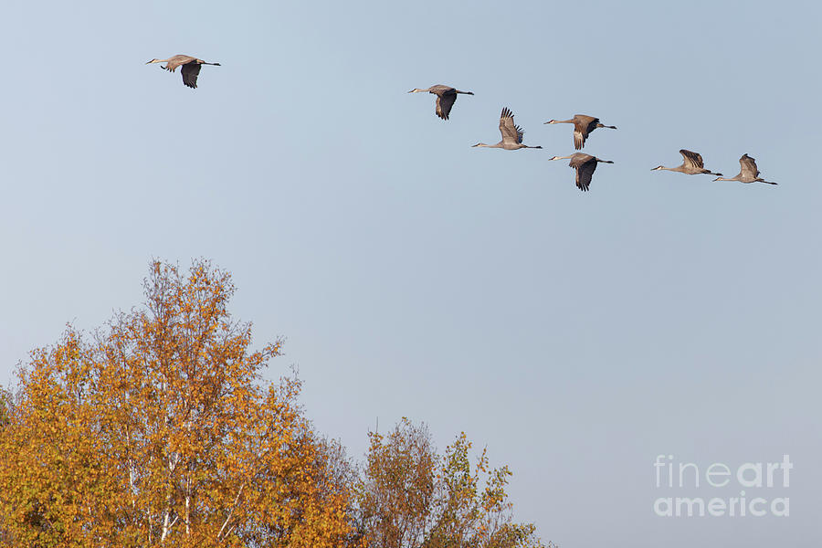 Fall Migration Sandhill Flight  Photograph by Natural Focal Point Photography