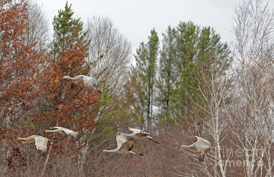 Fall Migration Sandhill Flights Photograph by Natural Focal Point Photography