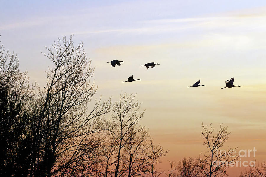 Fall Migration Sunset in Crex Meadows Photograph by Natural Focal Point Photography