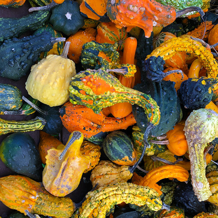 Fall Mixed Gourds Photograph by Creative Spirit