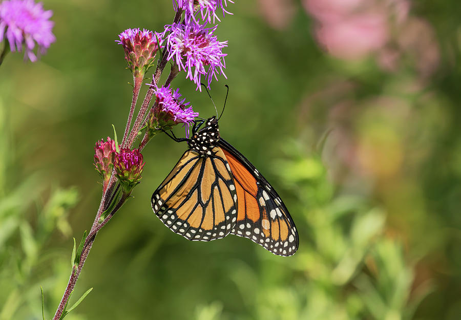 Fall Monarch 2016-12 Photograph by Thomas Young