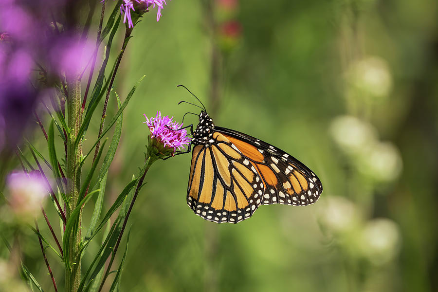Fall Monarch 2016-13 Photograph by Thomas Young