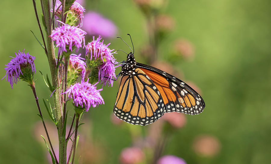 Fall Monarch 2016-14 Photograph by Thomas Young