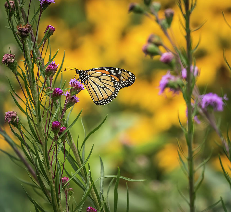 Fall Monarch 2016-15 Photograph by Thomas Young