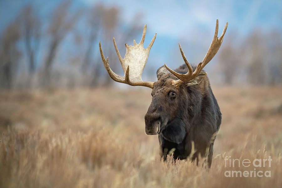 Fall Moose Photograph by Brad Schwarm