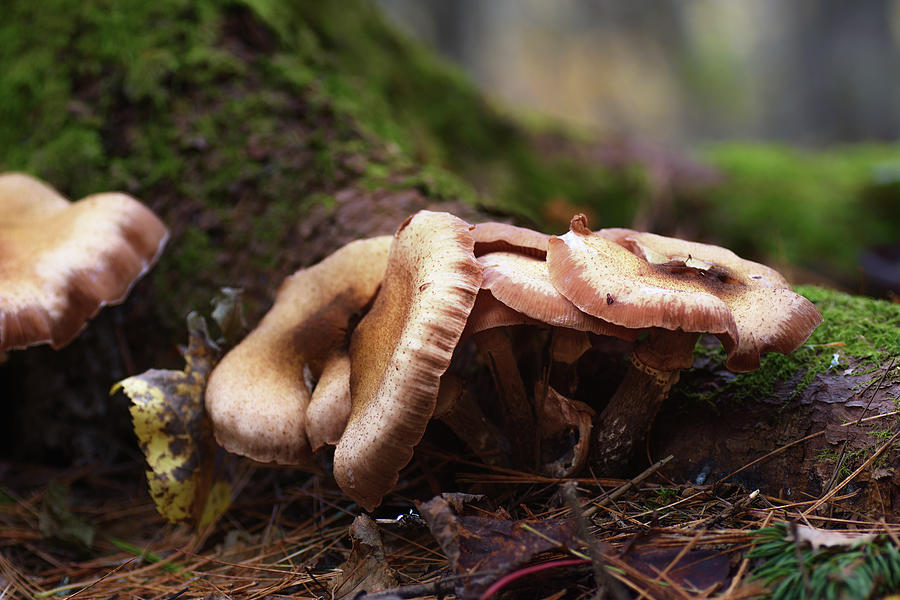 Fall Mushroom Hunt Photograph by Sue Capuano