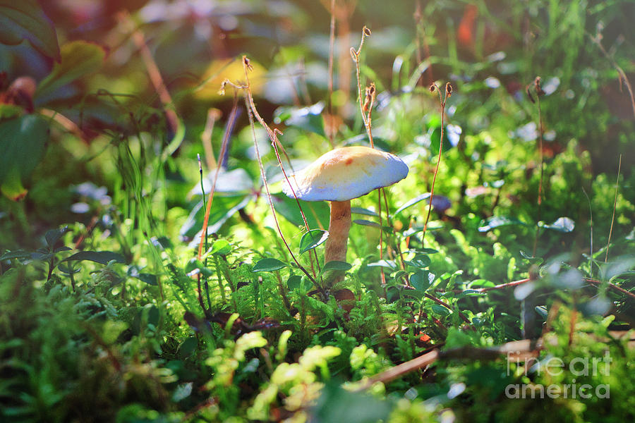 Fall Mushroom Photograph by Thomas Nay