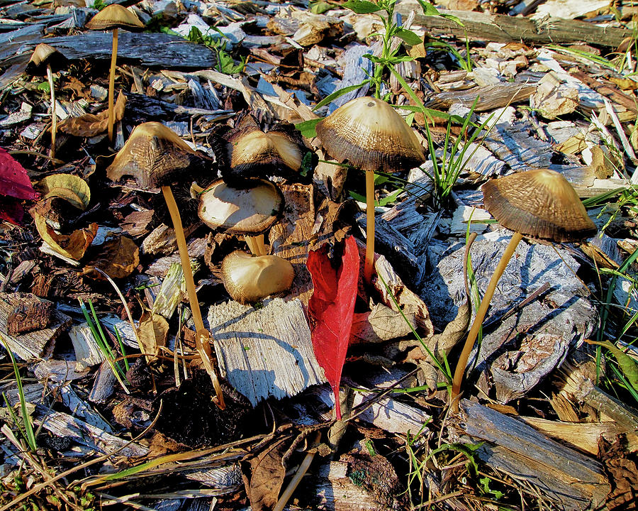Fall Mushrooms I Photograph by Scott Olsen