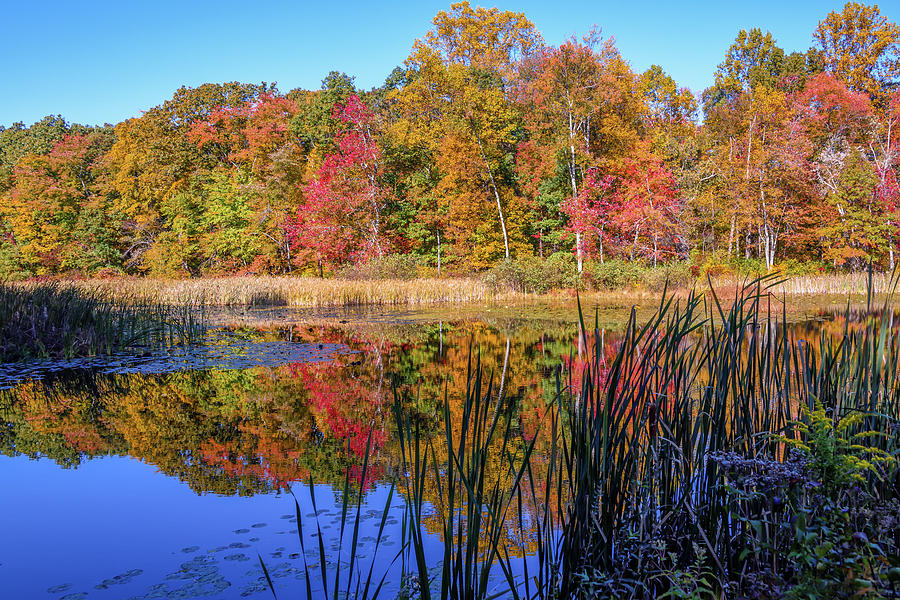 Fall Nature Pond Photograph by Anthony Sacco