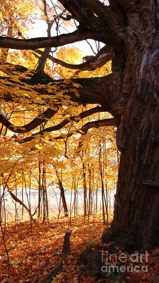 Fall Oak Photograph by Erick Schmidt