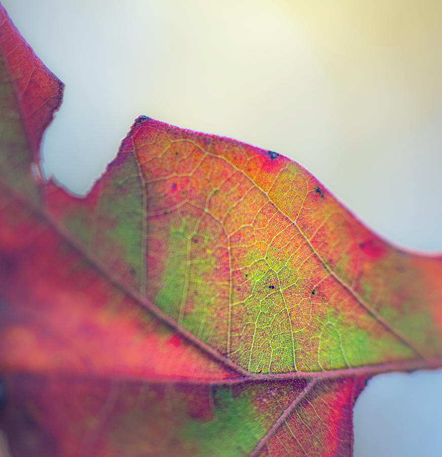 Fall Photograph - Fall Oak Leaf Abstract by Phil And Karen Rispin