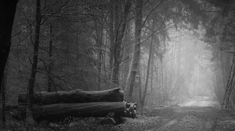 Fall Off the Log BW Photograph by Bob Pardue