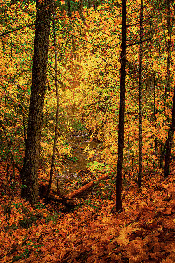 Fall on Fall Creek Photograph by Mike Lee
