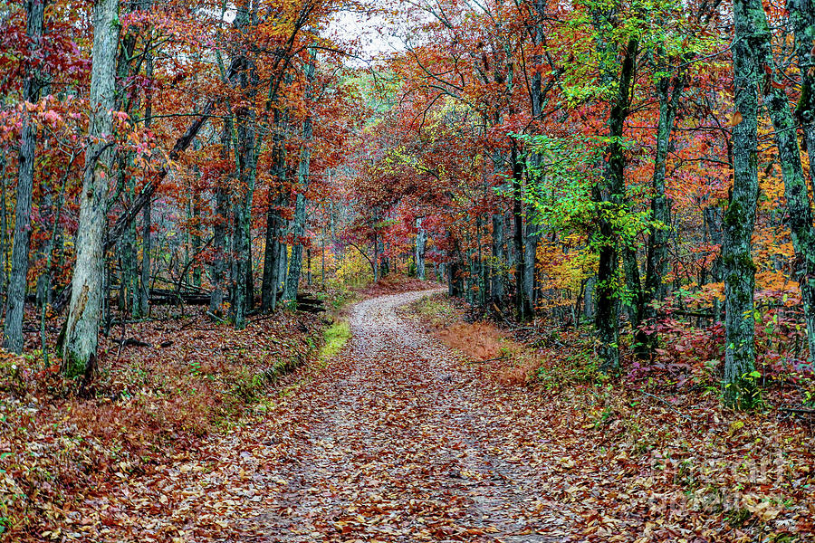 Fall Photograph - Fall On The Dirt Road by Jennifer White