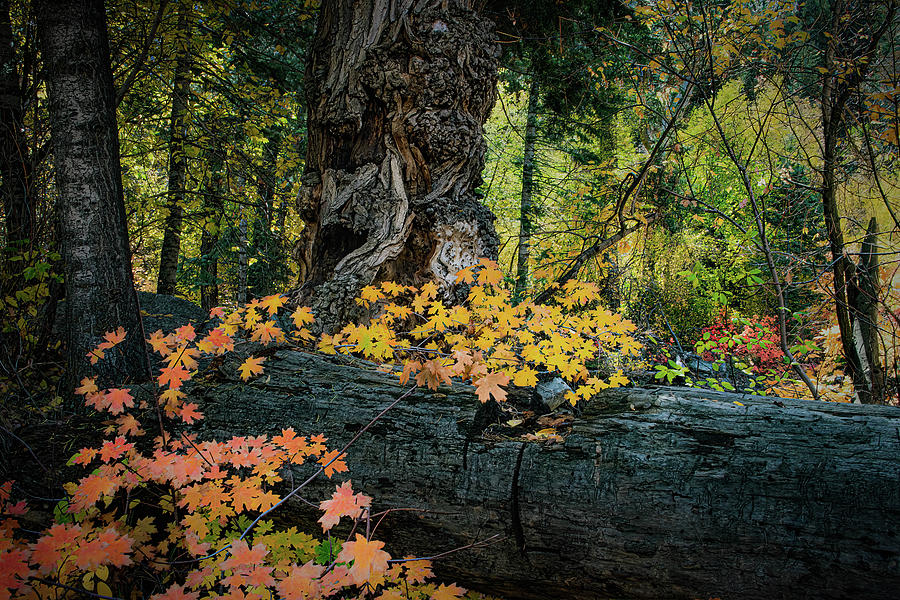 Fall on the Fallen Photograph by Cory Milligan Fall on the Fallen Photograph by Cory Milligan