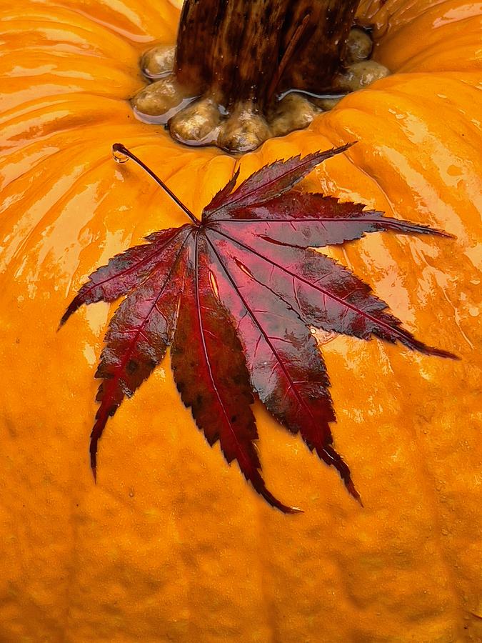 Fall on the Pumpkin Photograph by Steph Gabler