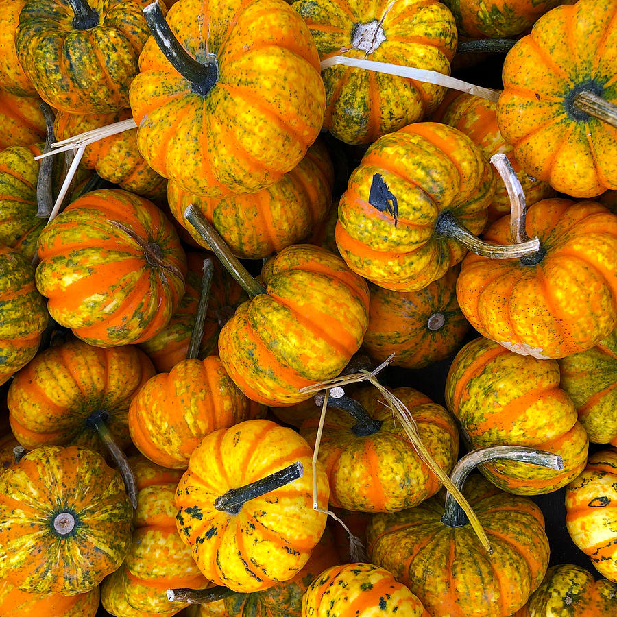Fall Orange Striped Pumpkins Photograph by Creative Spirit
