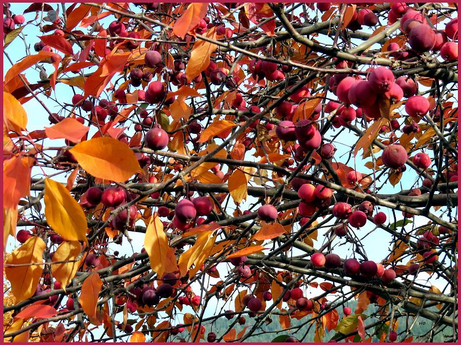 Fall Ornamental Crab Apples Photograph by Will Borden
