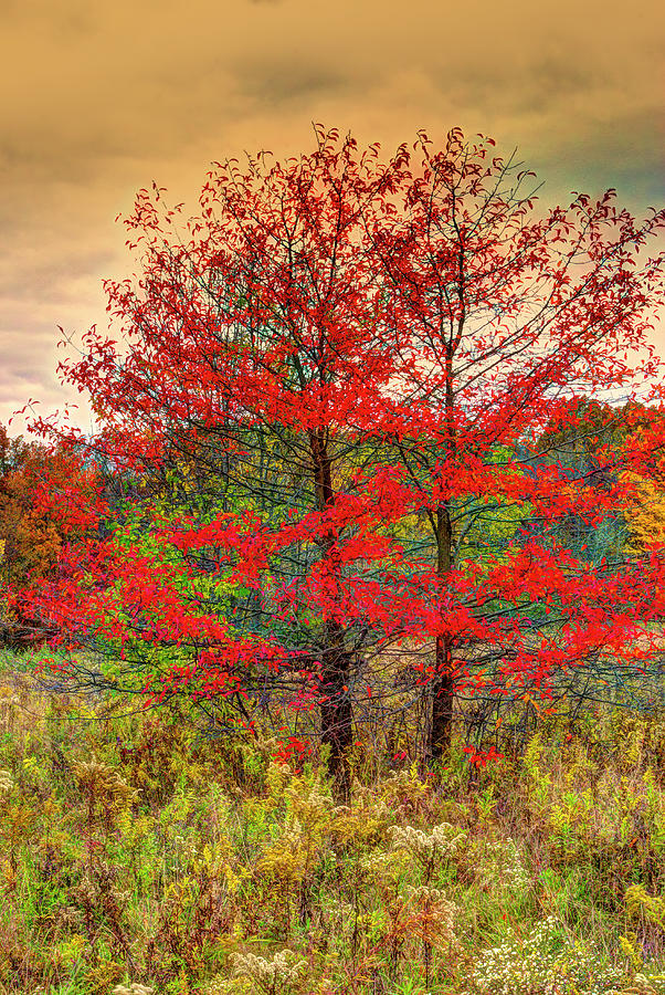 Fall Painting Photograph by Skip Tribby
