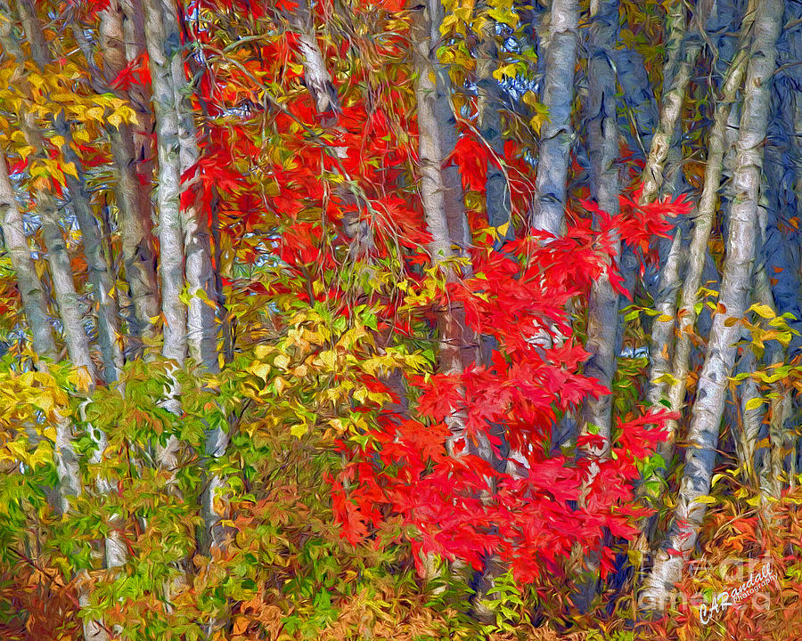Fall Palette Photograph by Carol Randall