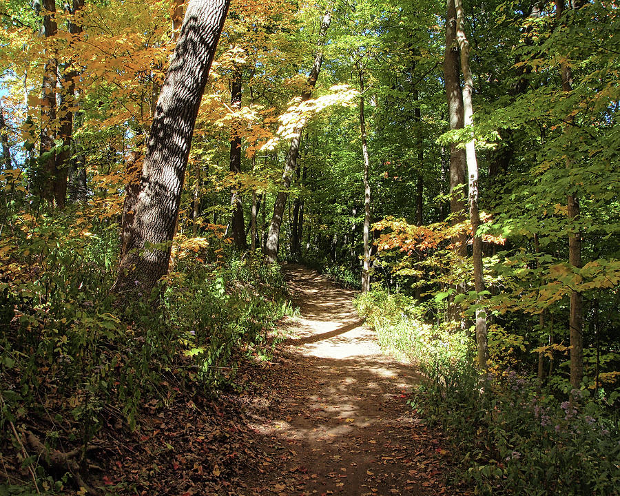 Fall Paths I Photograph by Scott Olsen
