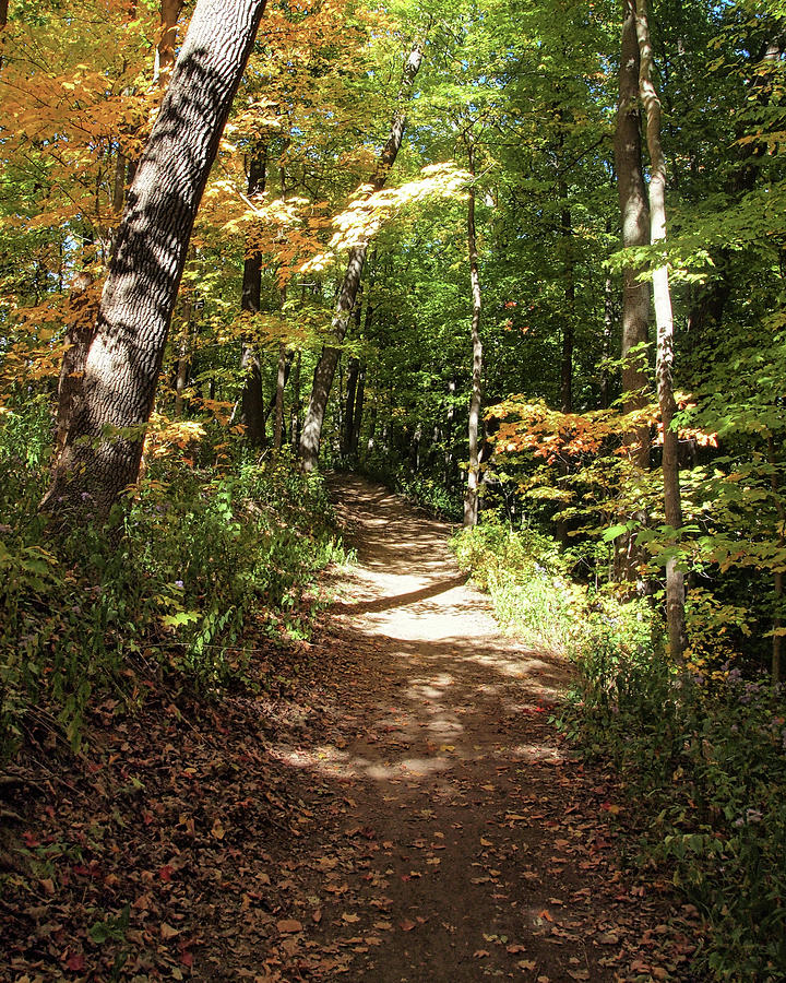 Fall Paths II Photograph by Scott Olsen